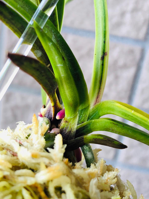 金牡丹黄縞付き黒牡丹No.1 : □ サムライ オーキッド □ 富貴蘭