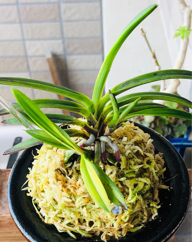 金牡丹黄縞付き黒牡丹No.1 : □ サムライ オーキッド □ 富貴蘭