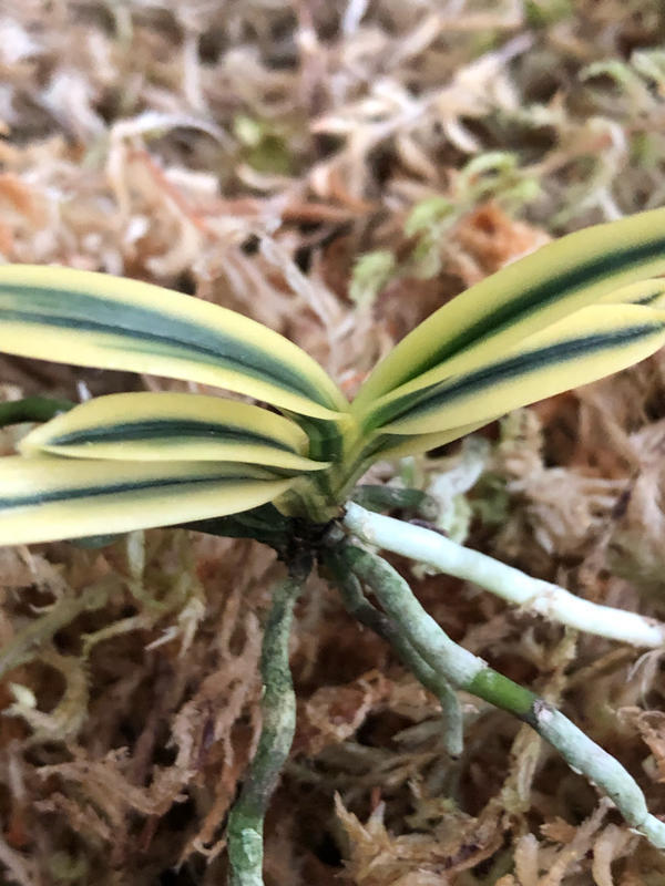 名鑑の最上段 : □ サムライ オーキッド □ 富貴蘭 セレクトショップ