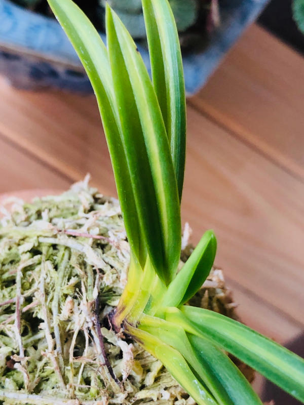 長寿楽 : □ サムライ オーキッド □ 富貴蘭 セレクトショップ MAIL