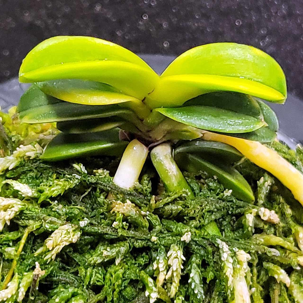 富貴蘭 青海牡丹（仮名）を勝海丸と改めました。 : 富貴蘭チャンネル