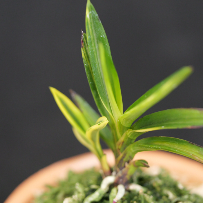 面白い変化をしている : □ サムライ オーキッド □ 富貴蘭 セレクト