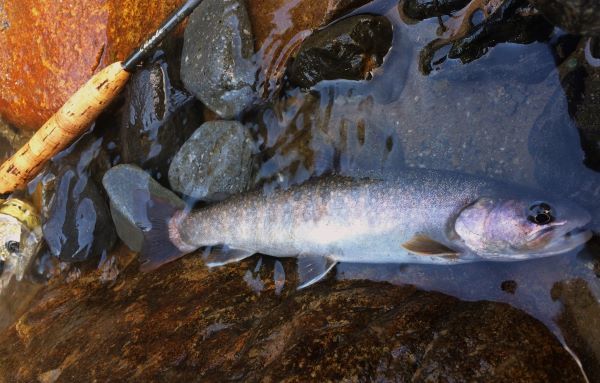 フライフィッシング情報byクレオール －1