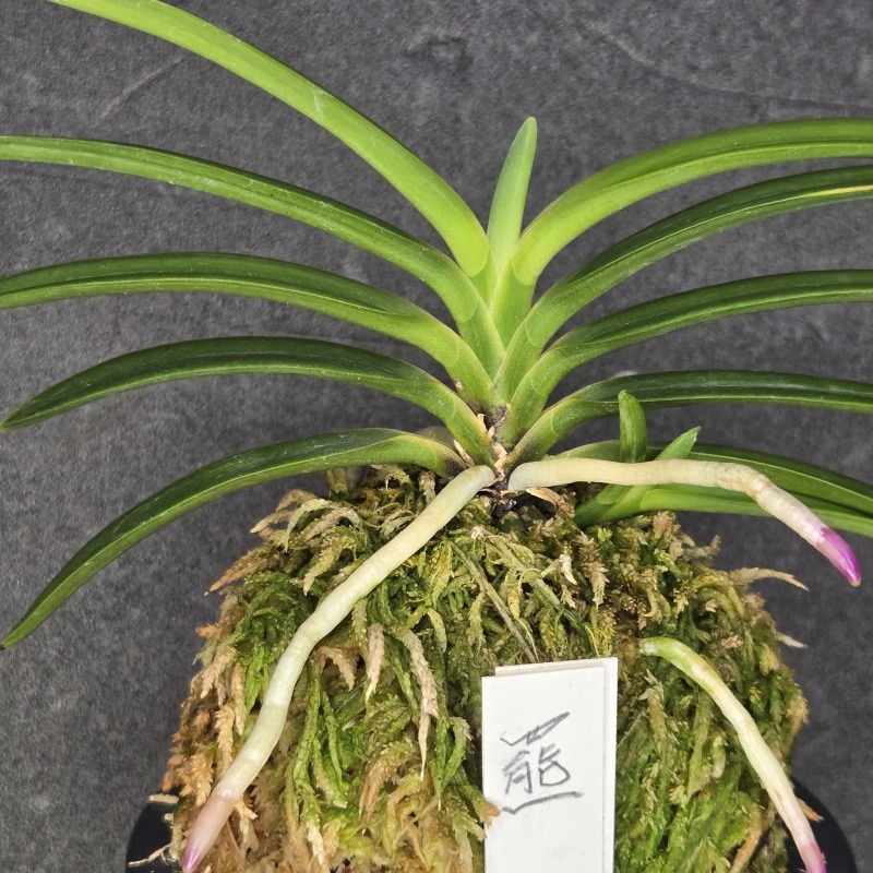 少若者高齢化世界の富貴蘭の行方評論1 : 富貴蘭チャンネル