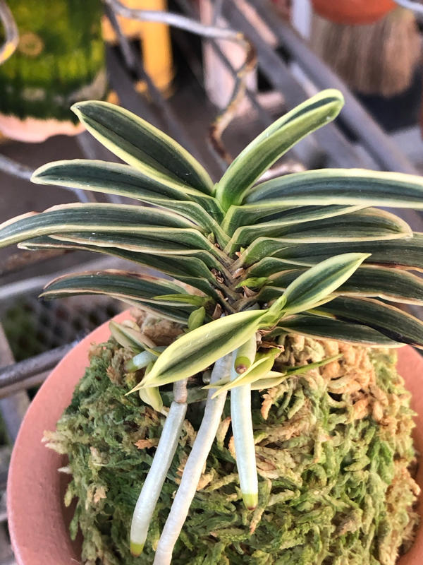 真砂コレクション : □ サムライ オーキッド □ 富貴蘭 セレクト