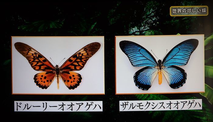 ザルモクシスオオアゲハ／開運！なんでも鑑定団（2019.7.6放送