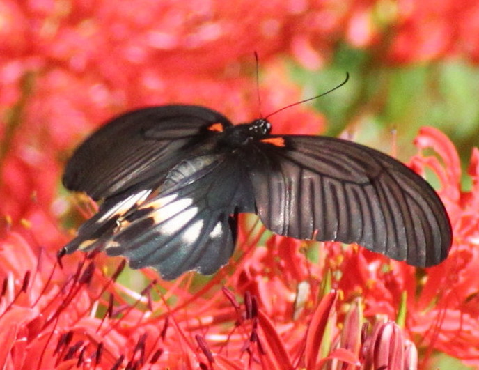 ナガサキアゲハ雌白化 2020/10/01 : 蝶散歩