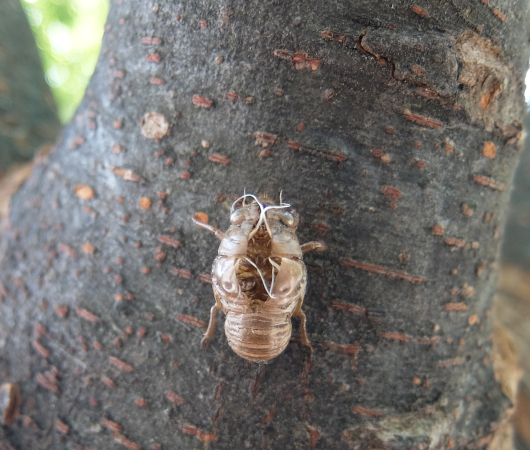 NYで蝉（セミ、英語ではシケーダ）の抜け殻に、ふと思ったこと