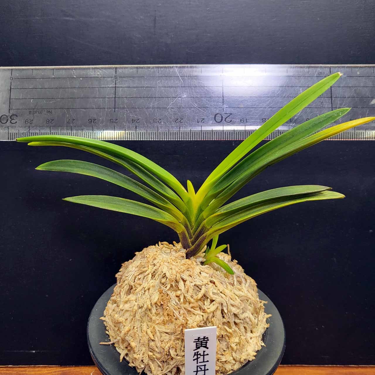 富貴蘭 黄牡丹錦の金牡丹 : 富貴蘭チャンネル