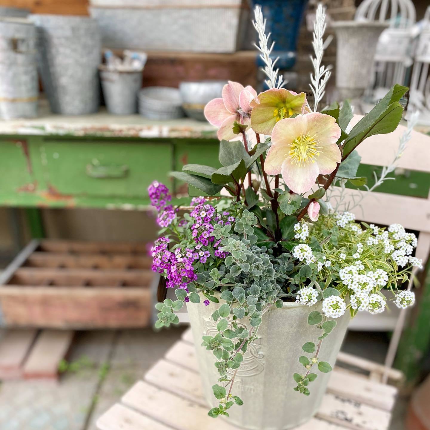 クリスマスローズの寄せ植え : さにべるスタッフblog -Sunny Day's Garden-