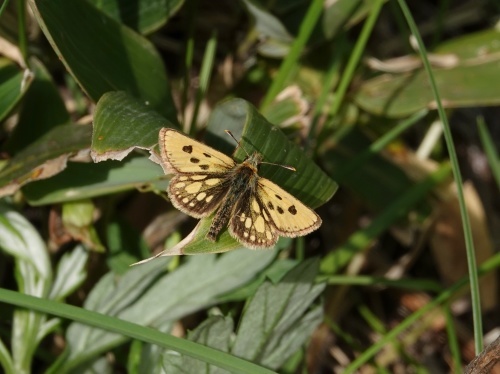 カラフトタカネキマダラセセリ 北海道6月の蝶③ : 蝶のいる風景blog