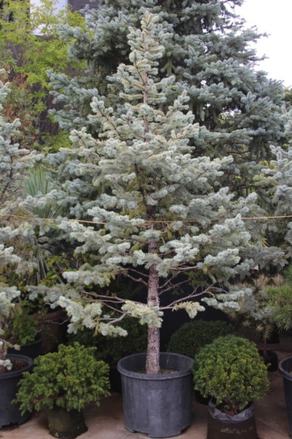 プンゲンストウヒ グロボーサ ガーデニング コニファー ホプシー 庭木