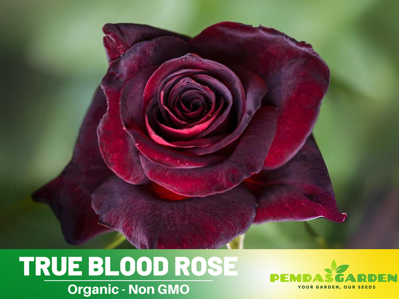 30 Rare Seed | Red Black True Blood Rose Seeds #1078 – PEMDASGARDEN