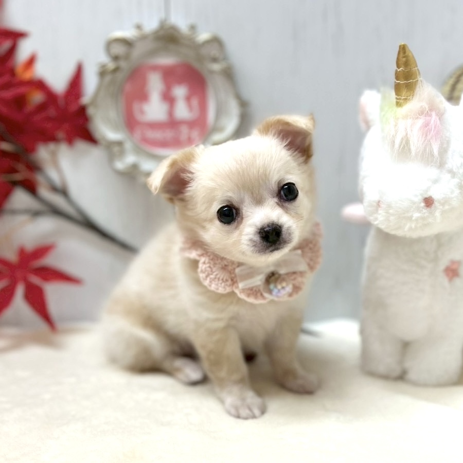 チワワ - 【大阪・兵庫のペットショップ】ペットランドピースワン