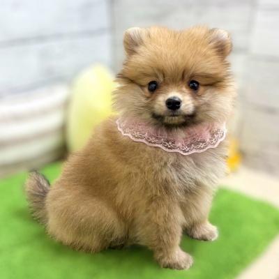 ポメラニアン - 【大阪・兵庫のペットショップ】ペットランドピース