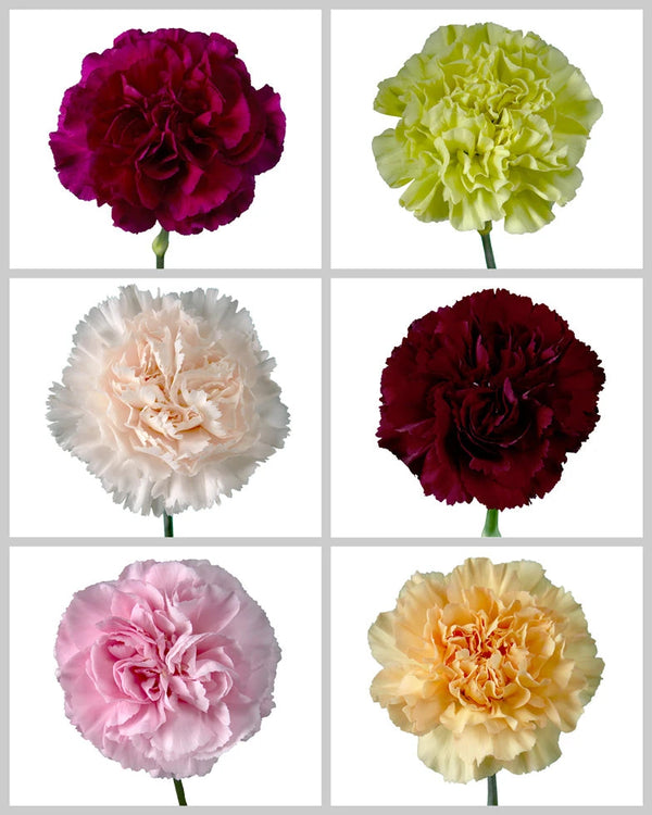 Wholesale Carnation Assorted B | Fresh Carantions | PetalJet