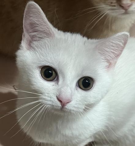 マンチカン短足 - 子犬や子猫たちのペット販売情報が満載「ペット