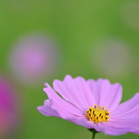 TOKINA(トキナー)のレンズ AT-X M100 PRO D 100mm F2.8 (ﾆｺﾝ AF) で