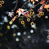 NIKON(ニコン)のレンズ AF-S DX NIKKOR 55-300mm f/4.5-5.6G ED VR で