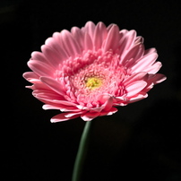 OLYMPUS(オリンパス)のレンズ M.ZUIKO DIGITAL ED 30mm F3.5 Macro で