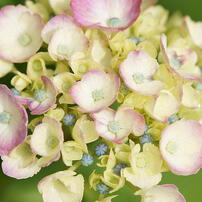 SIGMA(シグマ)のレンズ APO MACRO 180mm F3.5 EX DG/HSM (ﾐﾉﾙﾀ AF) で