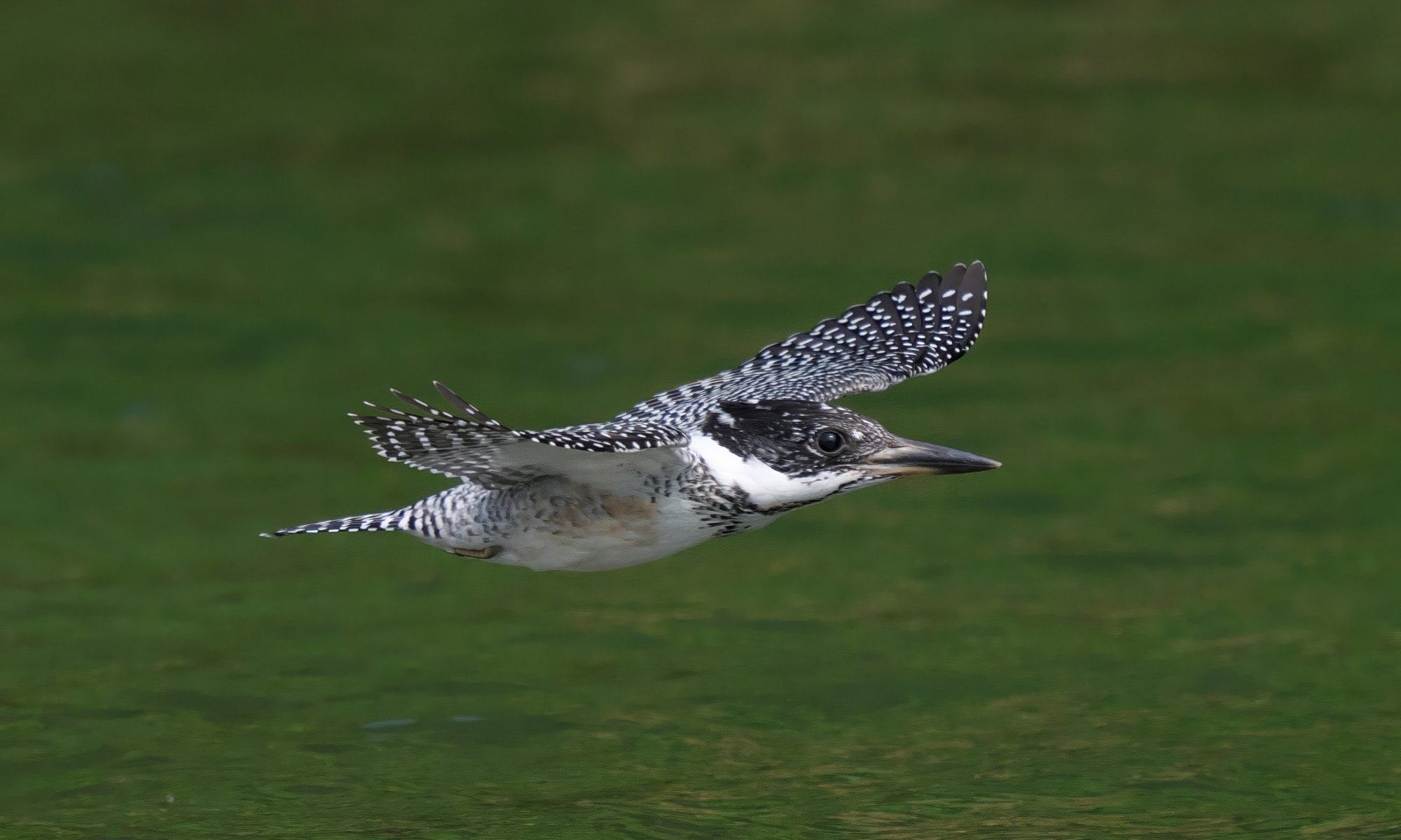 いよいよ登場！！ ヤマセミ若殿が飛来しました！！ » 野鳥撮影ガイド
