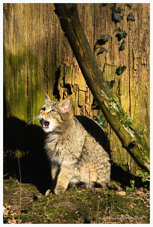 Carl Zeiss Tele-Tessar T* 200 mm f/3.5 sample photos page 1