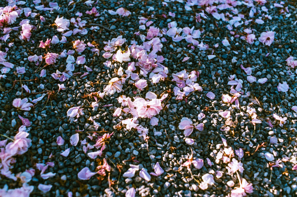 ZUIKO屈指のクセ玉？ZUIKO AUTO-W 35mm F2で試写して来た