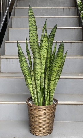 観葉植物 中型 青サンスベリア ゼラニカ 7号 鉢カバー | 移転祝い 開店