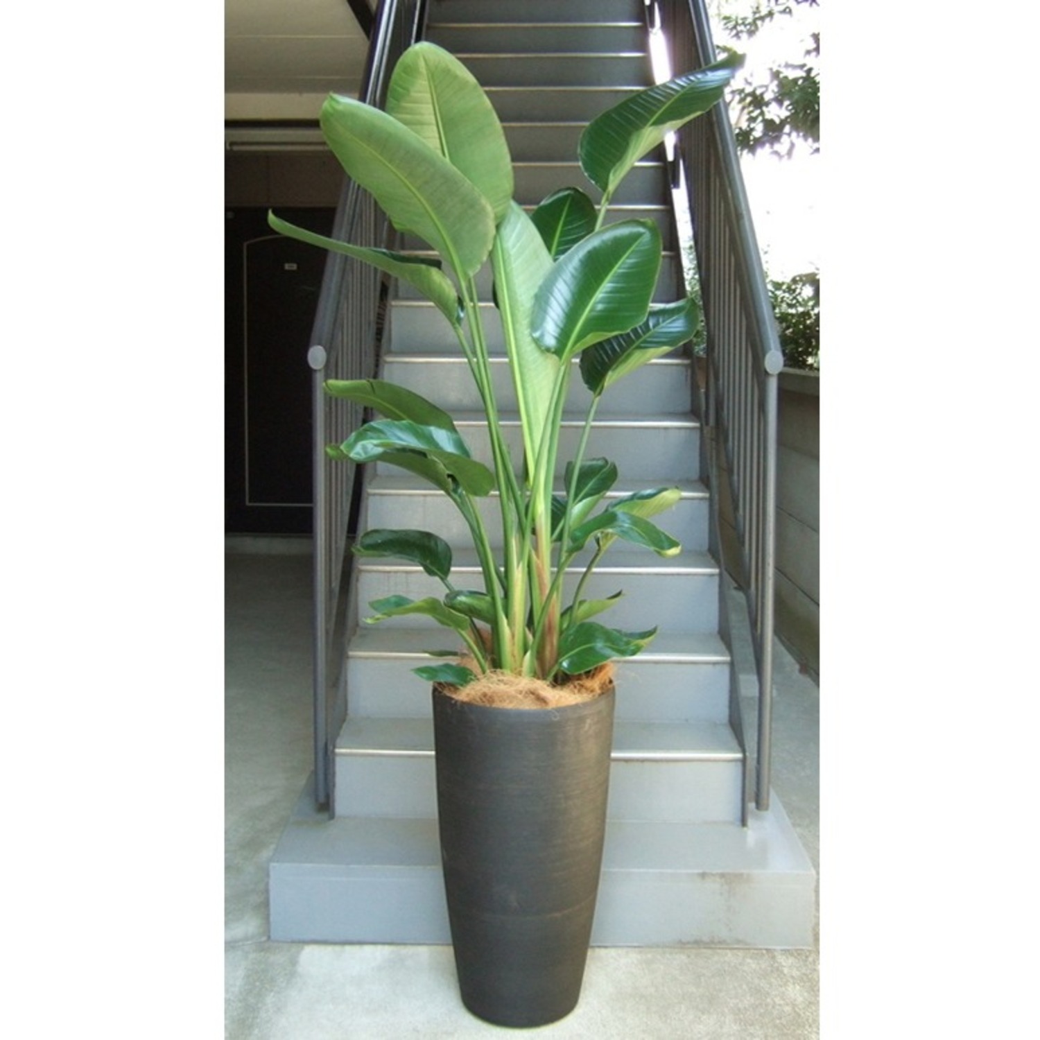 観葉植物 特大 オーガスタ 特大鉢クリアブラック 樹脂製 | 移転祝い