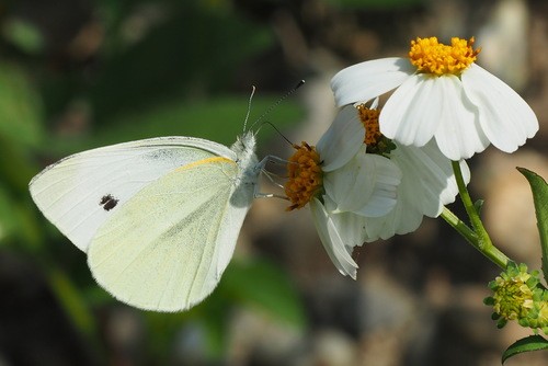 モンシロチョウ（紋白蝶） 見分け方 - Picture Insect