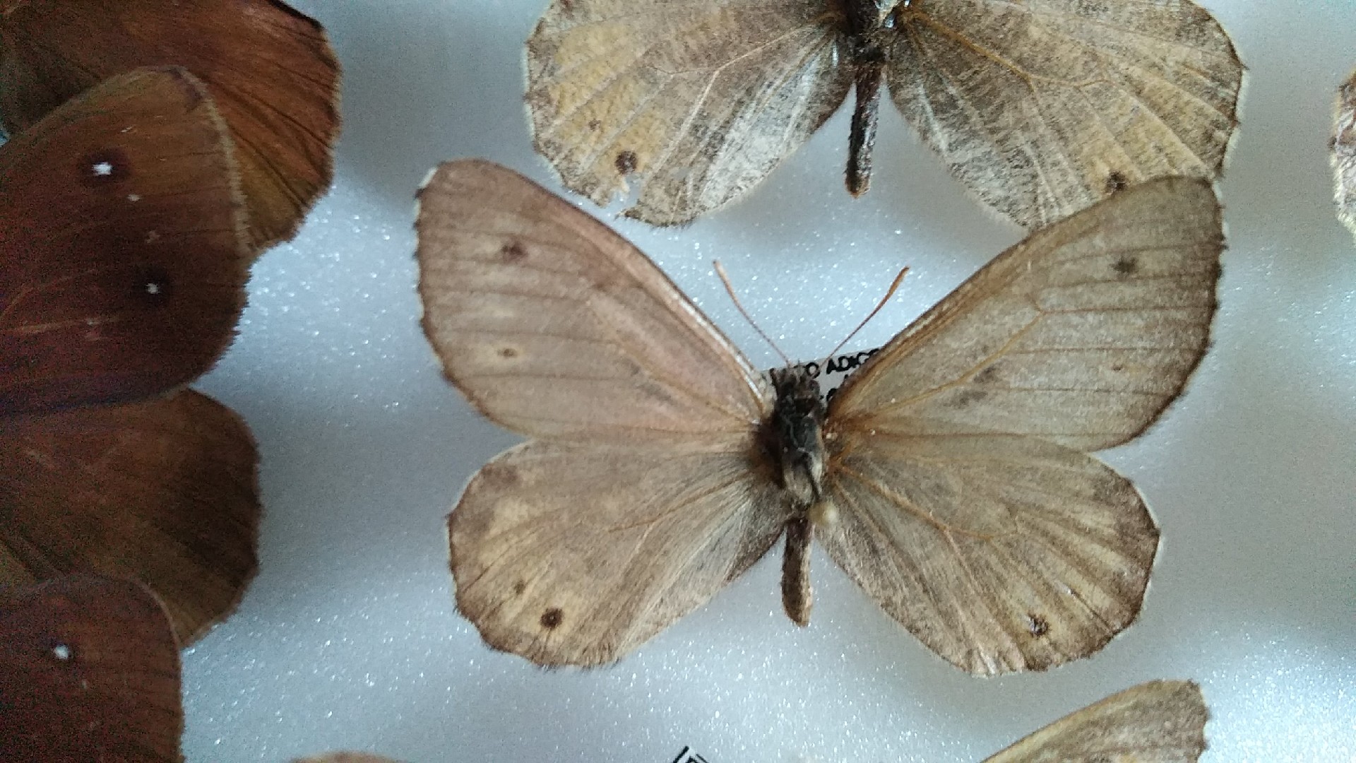 タカネヒカゲ属 (Oeneis) - Picture Insect