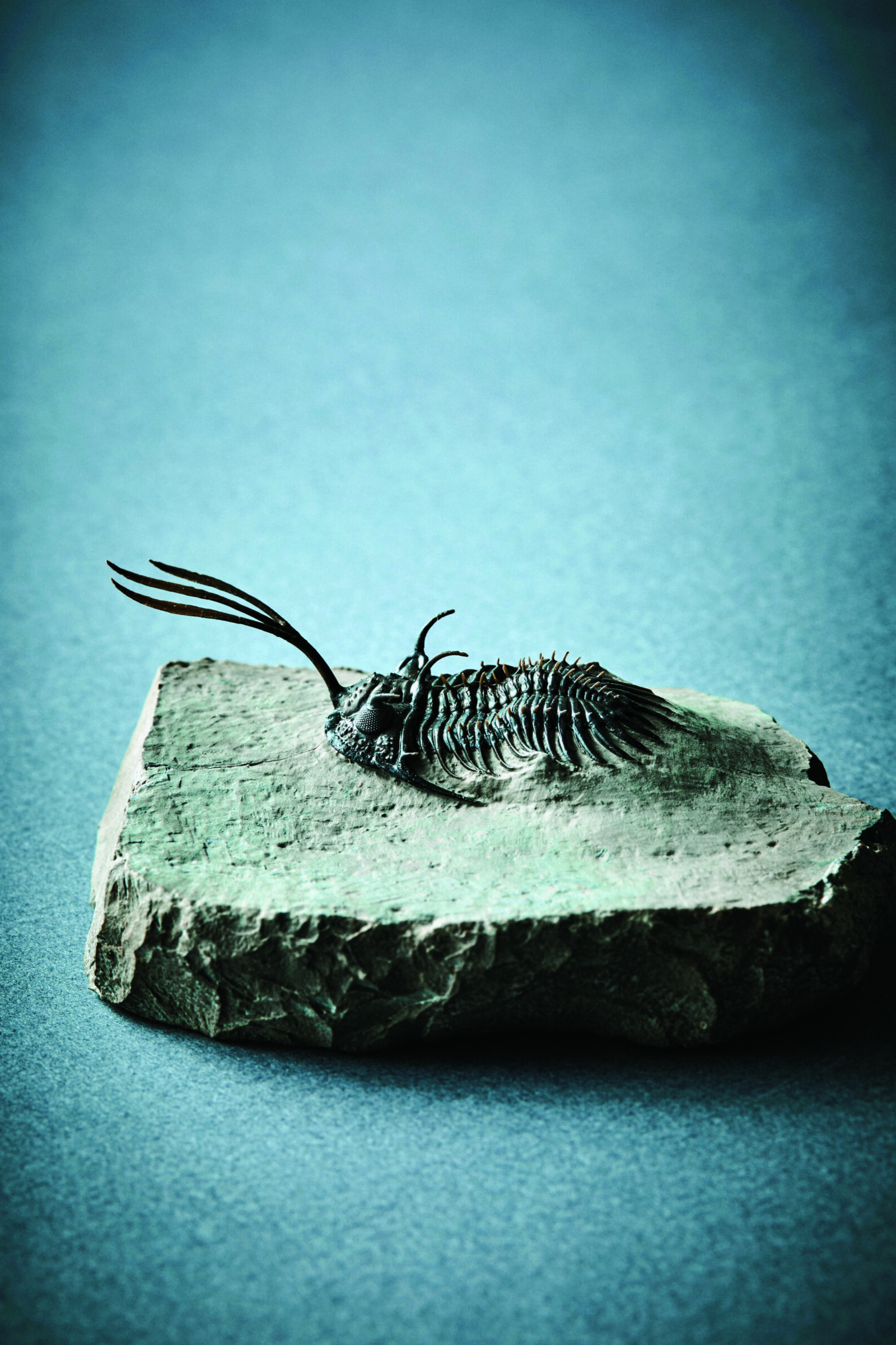 机の上のサイエンス。Vol.12／三葉虫 | POPEYE Web | ポパイウェブ