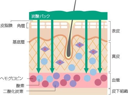 グリーンマスク ｜ 【公式】 PLOMB CELLULE プロムセリュール