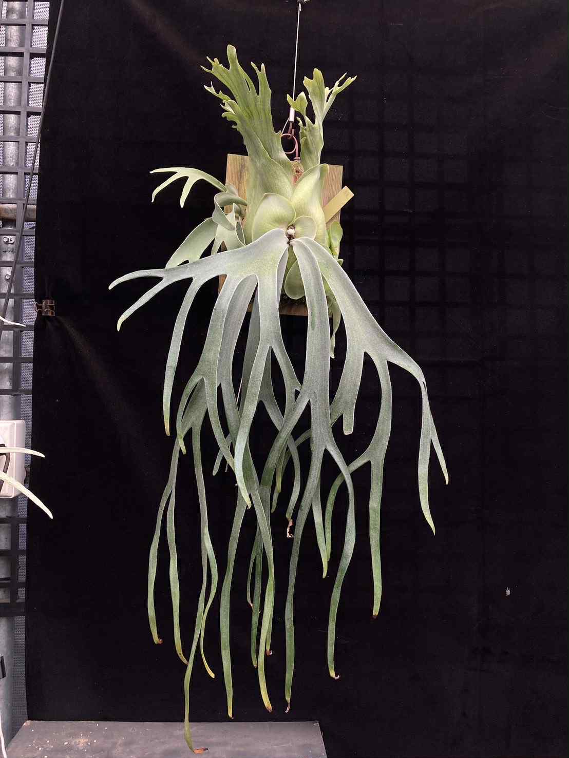 Platycerium willinckii 