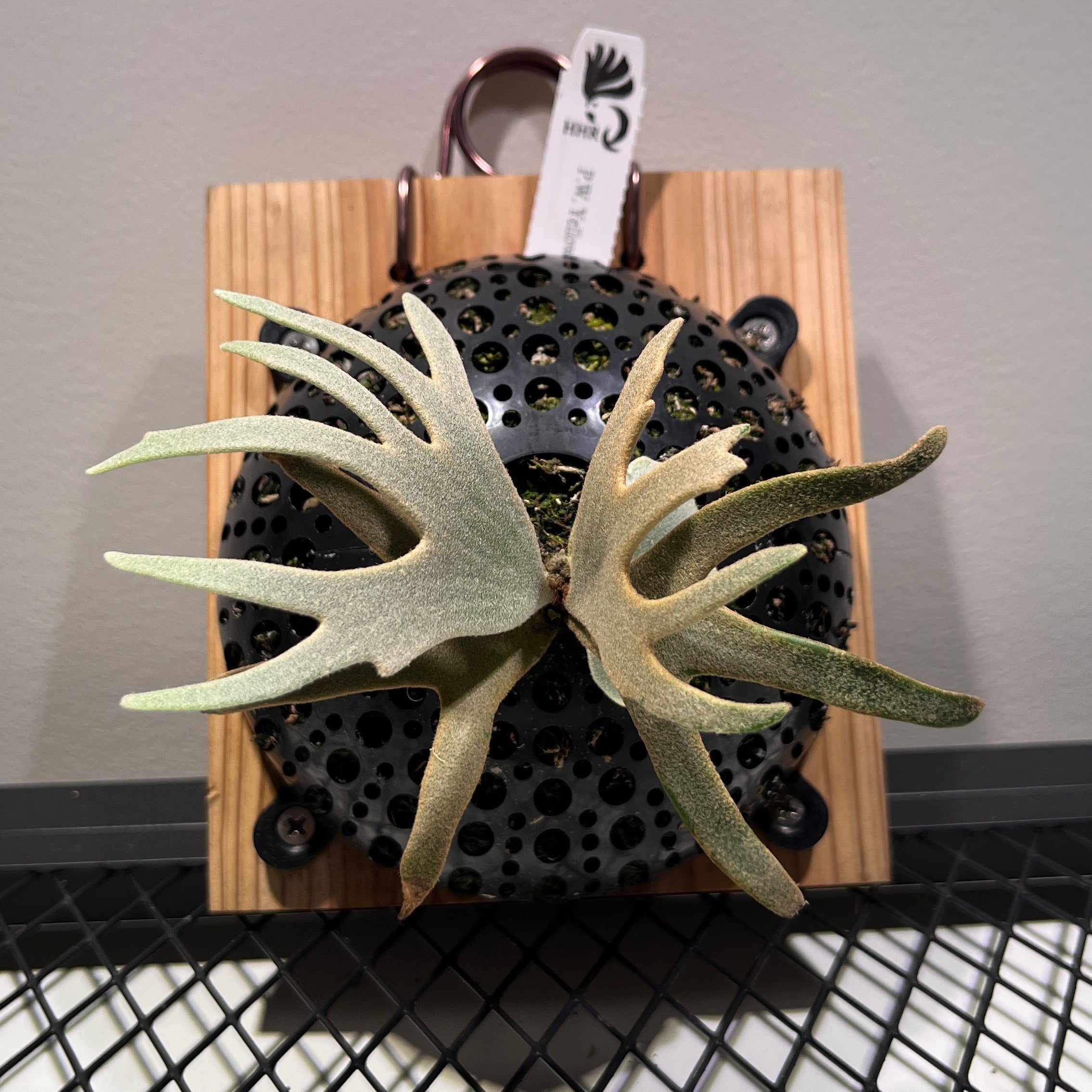 Yellow moon Dwarf (HHR Totoro) – Platy & Co