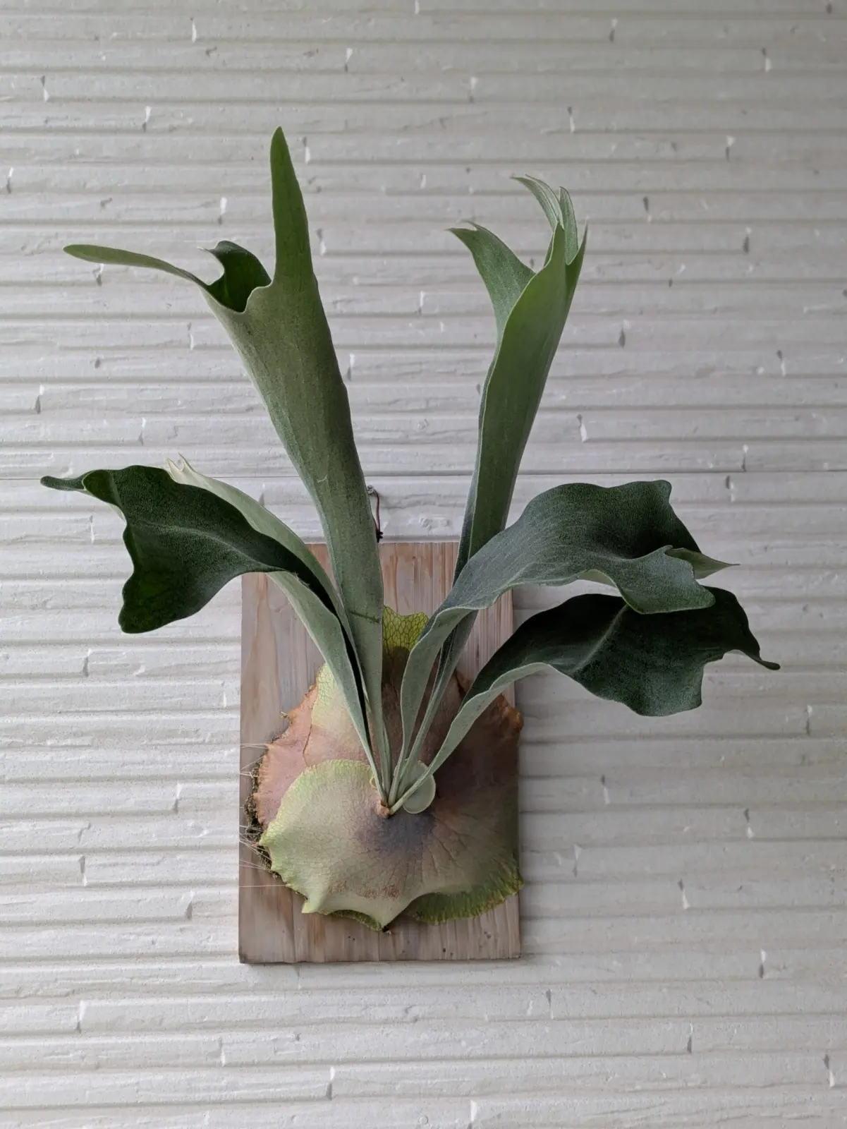 ビカクシダ ぴょん吉 – Plants Navi