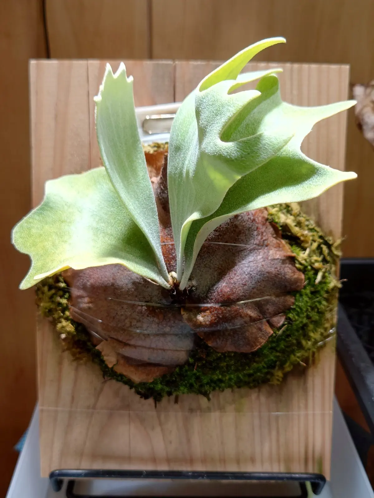 ビカクシダ ぴょん吉 – Plants Navi