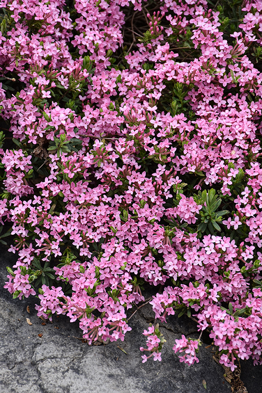 Rose Daphne (Daphne cneorum) in Chatham Kent Wallaceburg Blenheim