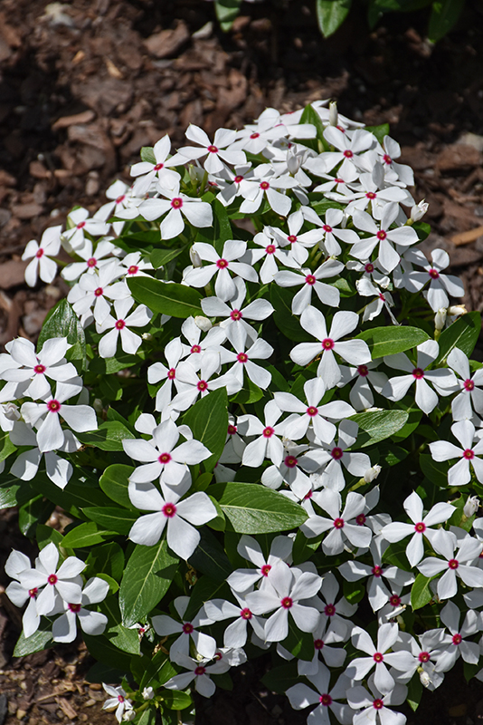 Soiree Kawaii White Peppermint Vinca (Catharanthus roseus 'Soiree