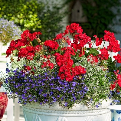 お得意です ゼラニューム。レアな品種。 d4fa5b9db50a8fe88d3e45def1f936