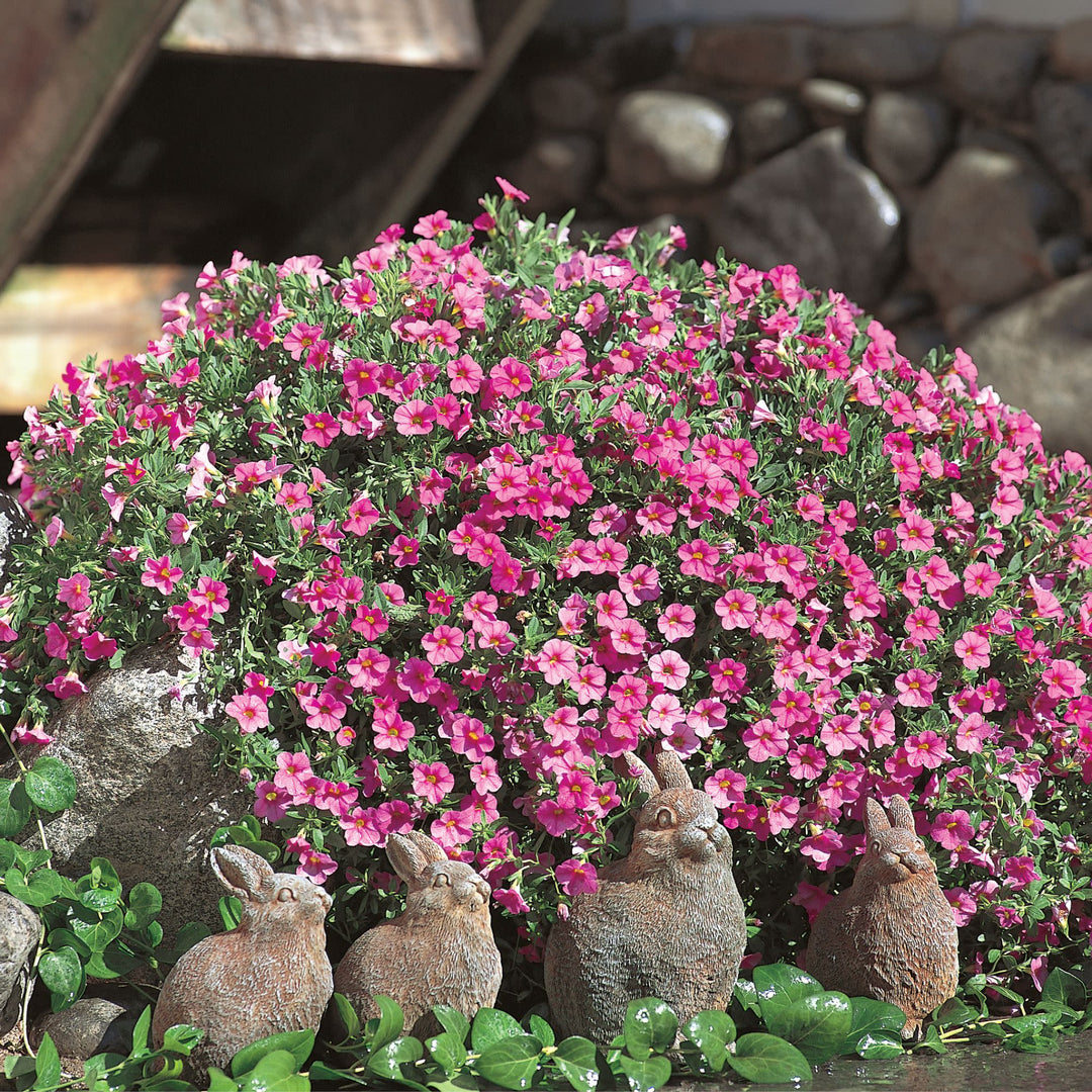 Calibrachoa | Superbells® Pink | Proven Winners® Annuals – Proven