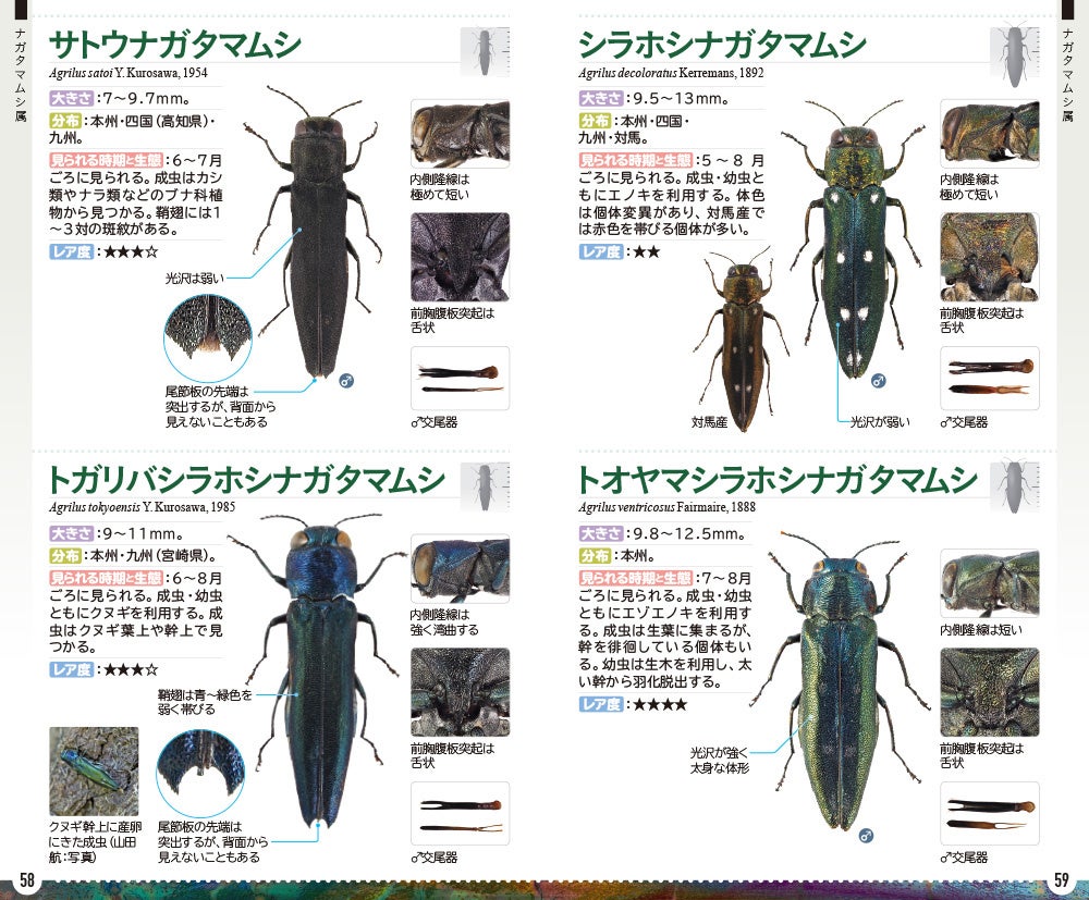 森の宝石と称される美しい昆虫「日本産タマムシ」の識別図鑑、本日発売