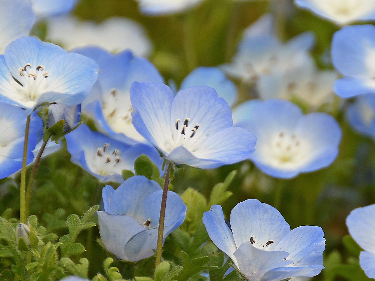 ネモフィラ見頃（満開）です | 一般財団法人 公園財団のプレスリリース