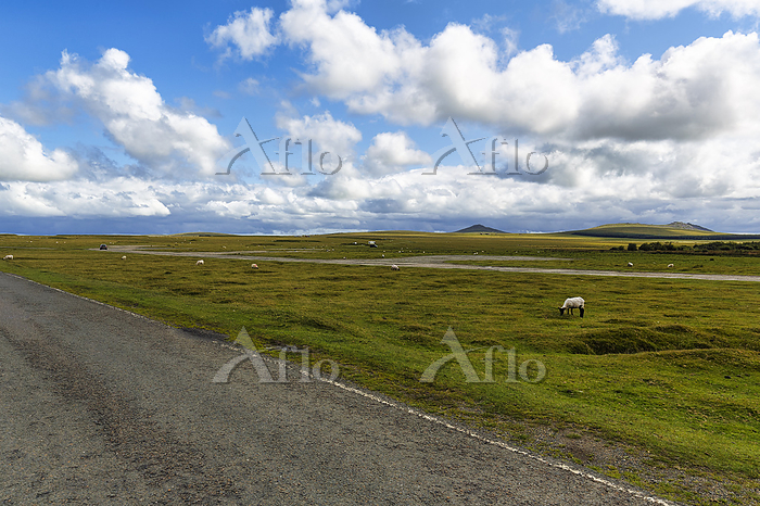 Meadow Road 牧草地の道