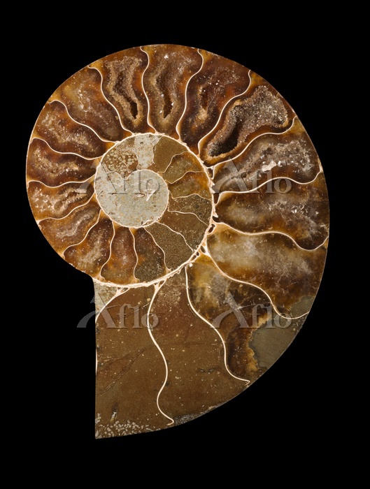 アンモナイトの化石 断面 [35758249]の写真素材 - アフロ
