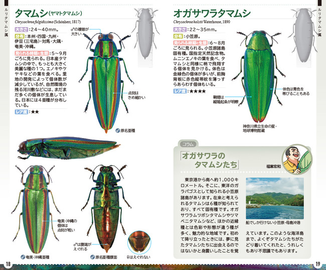 森の宝石と称される美しい昆虫「日本産タマムシ」の識別図鑑、本日発売