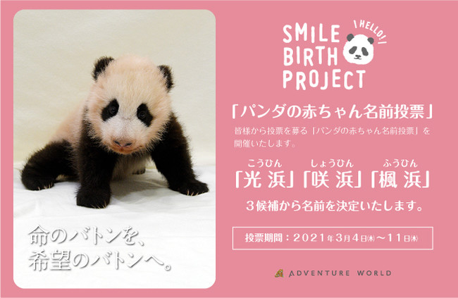 パンダの赤ちゃん名前募集」3つの名前候補発表！！「光浜（こうひん