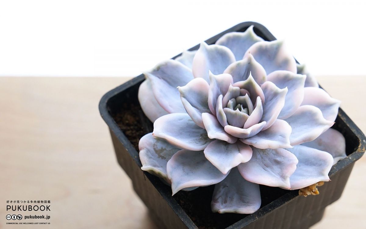 エケベリア リラシナ錦 Echeveria lilacina f.variegata｜多肉植物図鑑