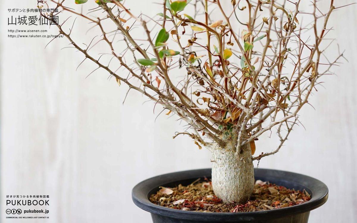 フォークイエリア・コルムナリス(Fouquieria columnaris seeding)実生